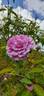 Rawiri Taiwhanga rose photo