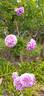 Rawiri Taiwhanga rose photo