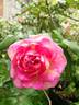 Souvenir de Madame Léonie Viennot rose photo