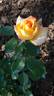 Super Sun rose photo