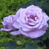 Blue Ribbon rose photo