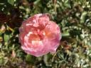 Apricot Drift rose photo