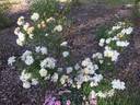Thisbe rose photo