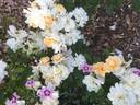 Thisbe rose photo