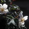 Louis Riel rose photo