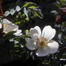 Louis Riel rose photo
