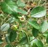 George Elger rose photo