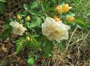 George Elger rose photo