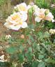 Busybody rose photo