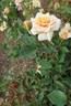 Busybody rose photo
