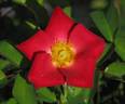 Screaming Neon Red rose photo