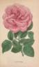 Eugénie Verdier rose photo