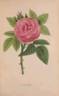 John Hopper rose photo