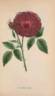 Docteur Jamain rose photo