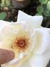 Mount Shasta rose photo