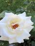 Mount Shasta rose photo