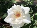 Mount Shasta rose photo