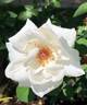 Mount Shasta rose photo