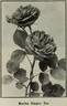 Marion Dingee rose photo