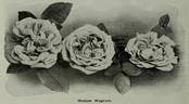 Madame Wagram, Comtesse de Turenne rose photo