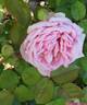 Madame Wagram, Comtesse de Turenne rose photo