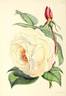 President rose photo