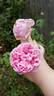 Nancy Lee rose photo