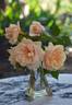 Aussie Sixer rose photo