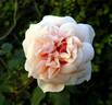 Aussie Sixer rose photo