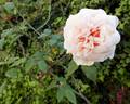 Aussie Sixer rose photo