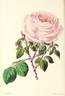 Comtesse Ouvaroff rose photo