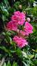 The Fairy, Cl. rose photo