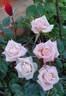 Innocence rose photo