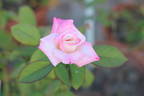 Love Me Tender rose photo