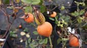Verschuren rose photo