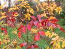 R. cinnamomea plena rose photo
