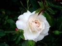 Carte Blanche ® rose photo