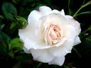 Carte Blanche ® rose photo