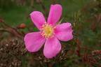 Nieuwesteegii rose photo