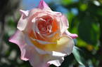 E. Veyrat Hermanos rose photo