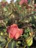 Dr. Malcolm Manners ™ rose photo