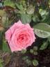 Dr. Malcolm Manners ™ rose photo