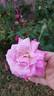 Napoléon rose photo