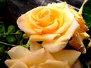 Johan Jongkind rose photo