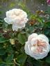 ABRema rose photo