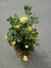 ABRsol rose photo