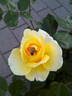 ABRsol rose photo