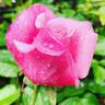 Pink Peace, Cl. ® rose photo