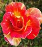 Patchwork Sport rose photo