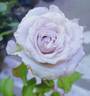 Fantasy Crystal rose photo